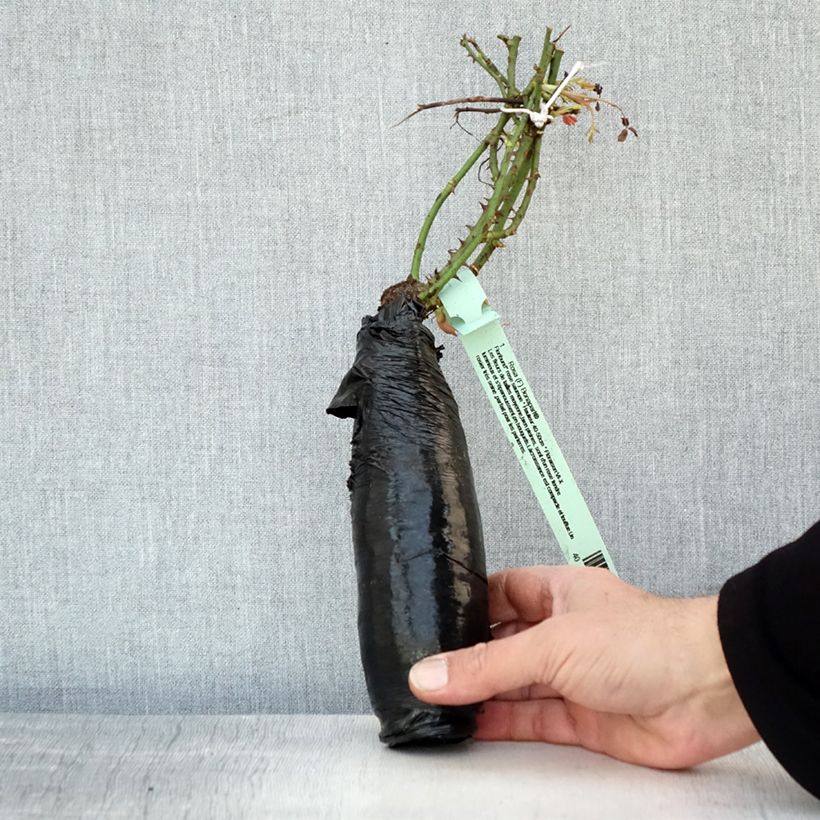 Amostra de Rosier couvre-sol Rigo Bonaparte Raízes nuas em torrão tal como entregue no inverno