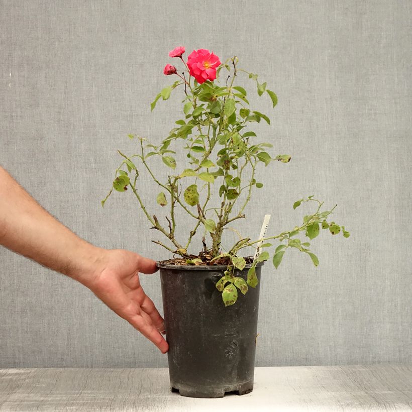 Amostra de Roseira miniatura Rigo® Bonaparte Vaso de 2 L/3 L tal como entregue no verão