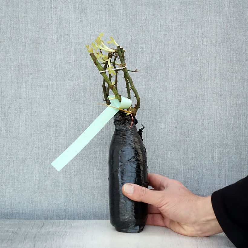 Amostra de Roseira miniatura Rigo® Diamant Raízes nuas em torrão tal como entregue no inverno