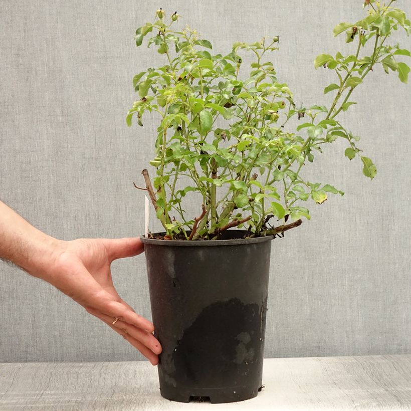 Amostra de Roseira miniatura Rigo® Neon Vaso de 2 L/3 L tal como entregue no verão