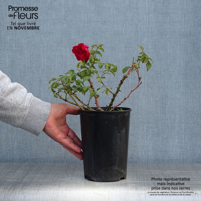 Amostra de Roseira miniatura Rigo® Rotilia Vaso de 2 L/3 L tal como entregue no outono
