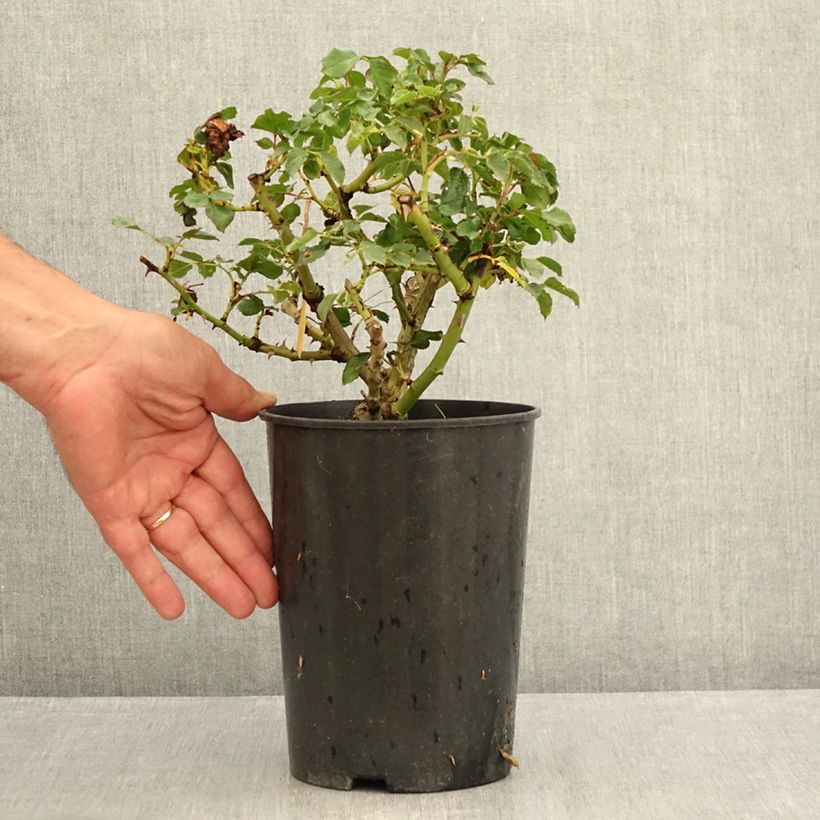 Amostra de Roseira miniatura Rigo® Rotilia Vaso de 2 L/3 L tal como entregue no verão