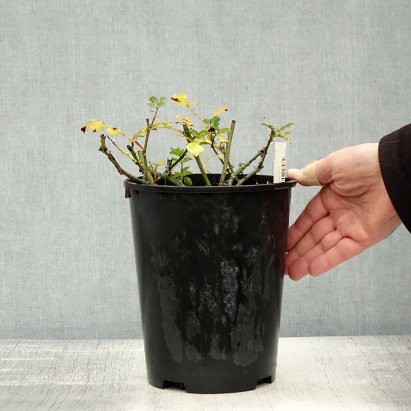 Amostra de Roseira miniatura Satina Vaso de 2 L/3 L tal como entregue no outono