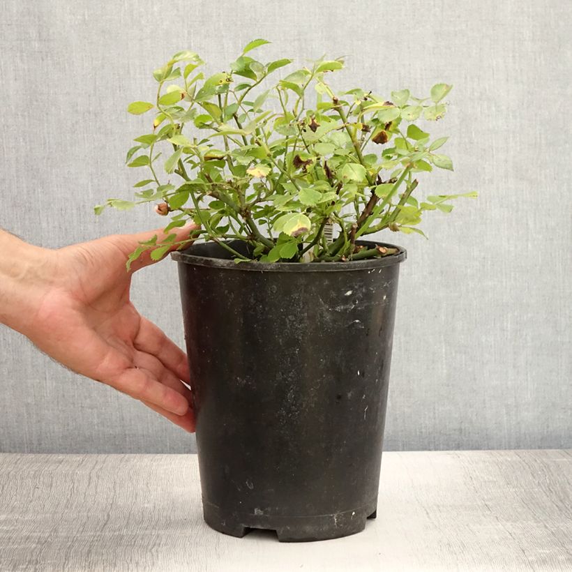 Amostra de Roseira miniatura Satina Vaso de 2 L/3 L tal como entregue no verão