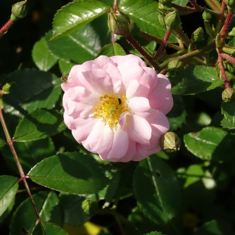 Roseira miniatura Satina (Floração)