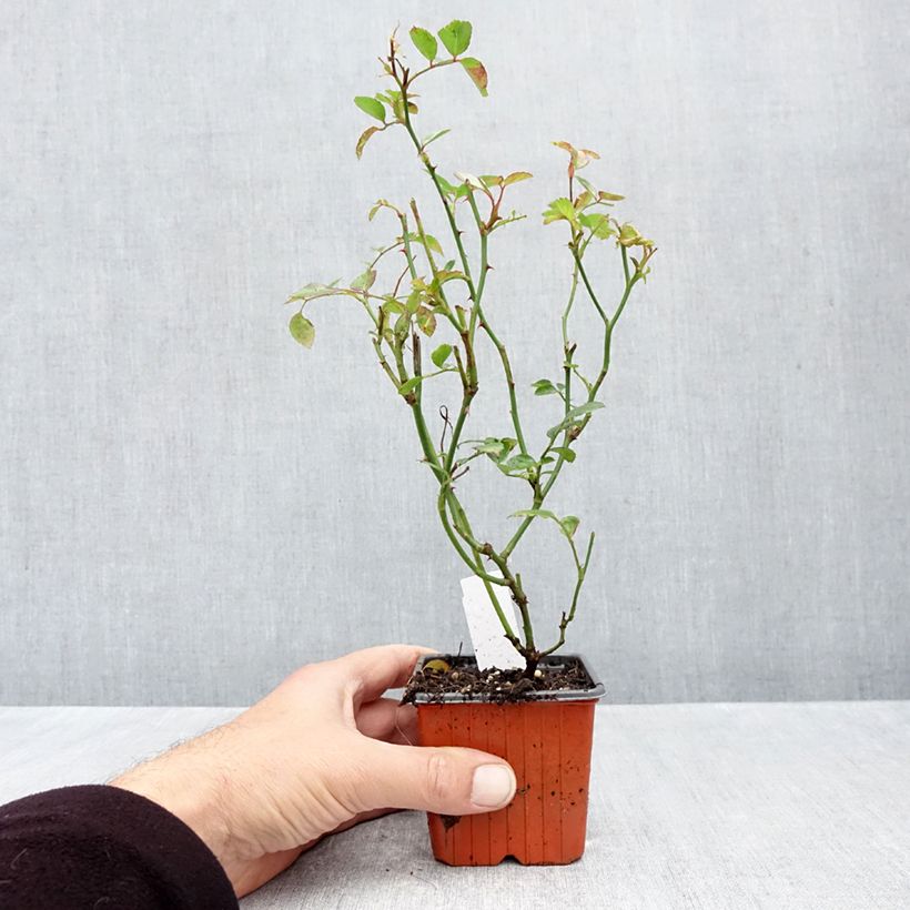 Amostra de Rosier couvre-sol Sea Foam Vaso de 8/9 cm tal como entregue no outono