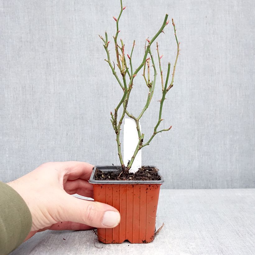 Amostra de Roseira miniatura Sea Foam Vaso de 8/9 cm tal como entregue no inverno