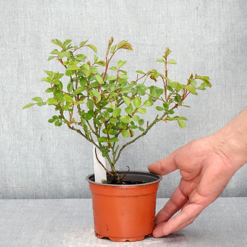 Amostra de Roseira miniatura Sea Foam Vaso de 8/9 cm tal como entregue na primavera