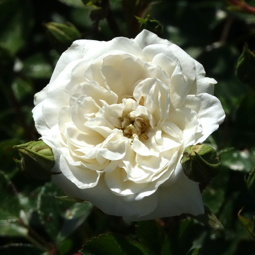 Roseira miniatura Sea Foam (Floração)