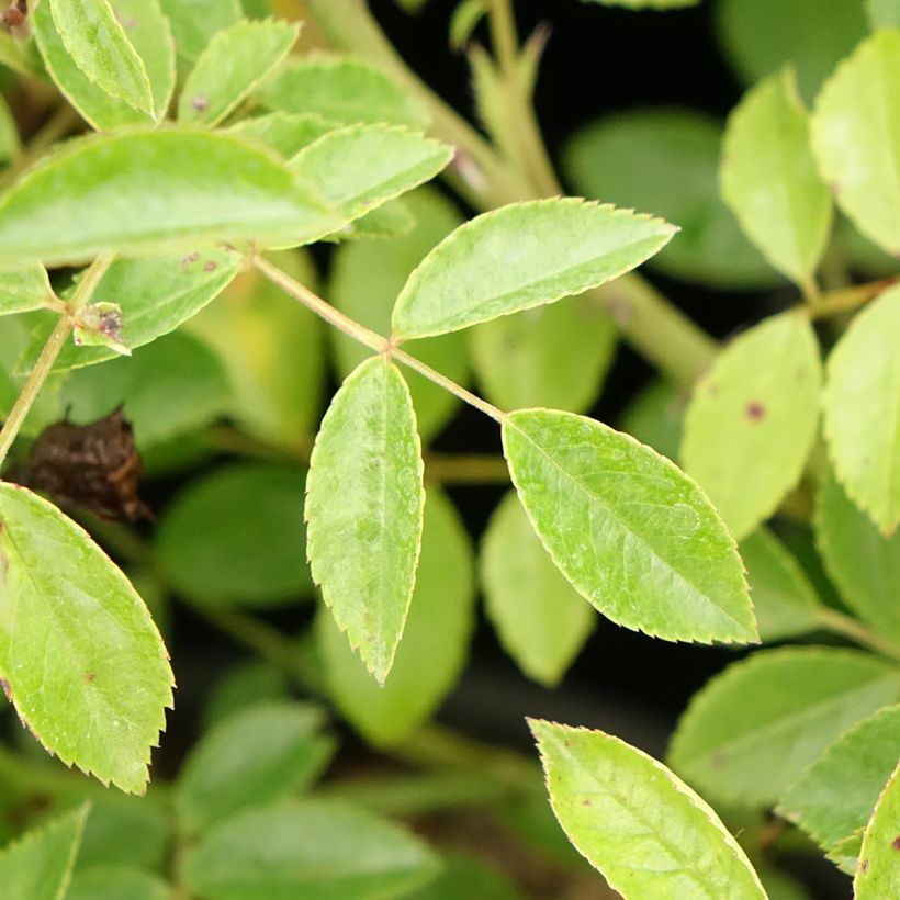 Roseira miniatura Snow Star (Folhagem)