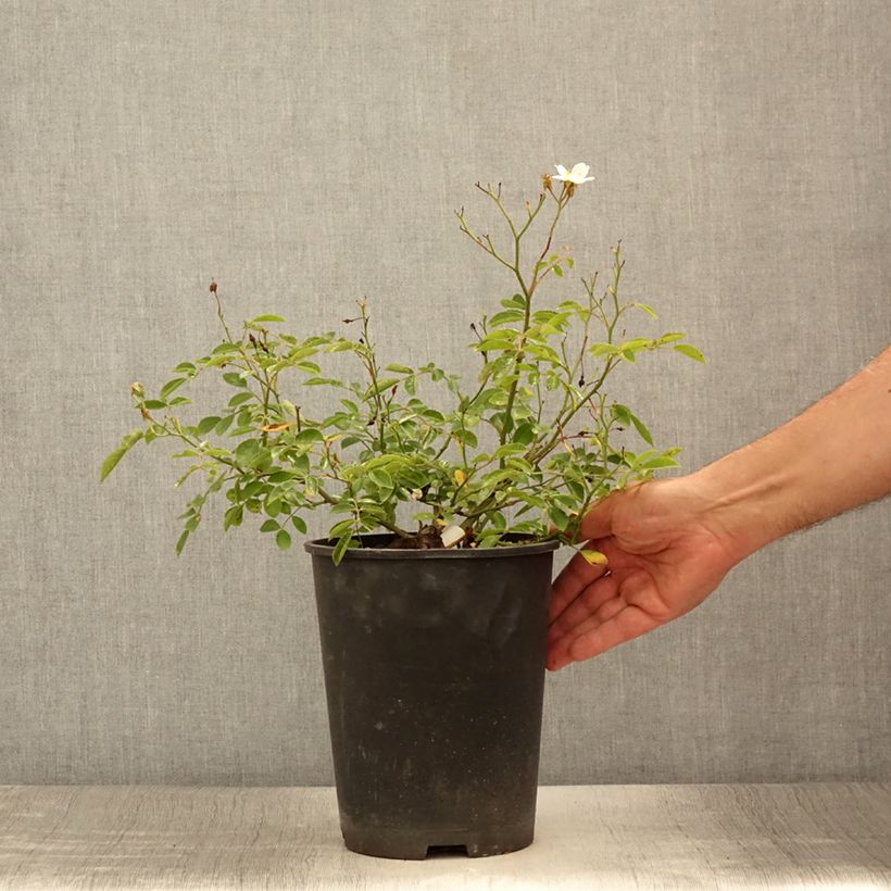 Amostra de Roseira miniatura Snow Star Vaso de 4 L/5 L tal como entregue no verão