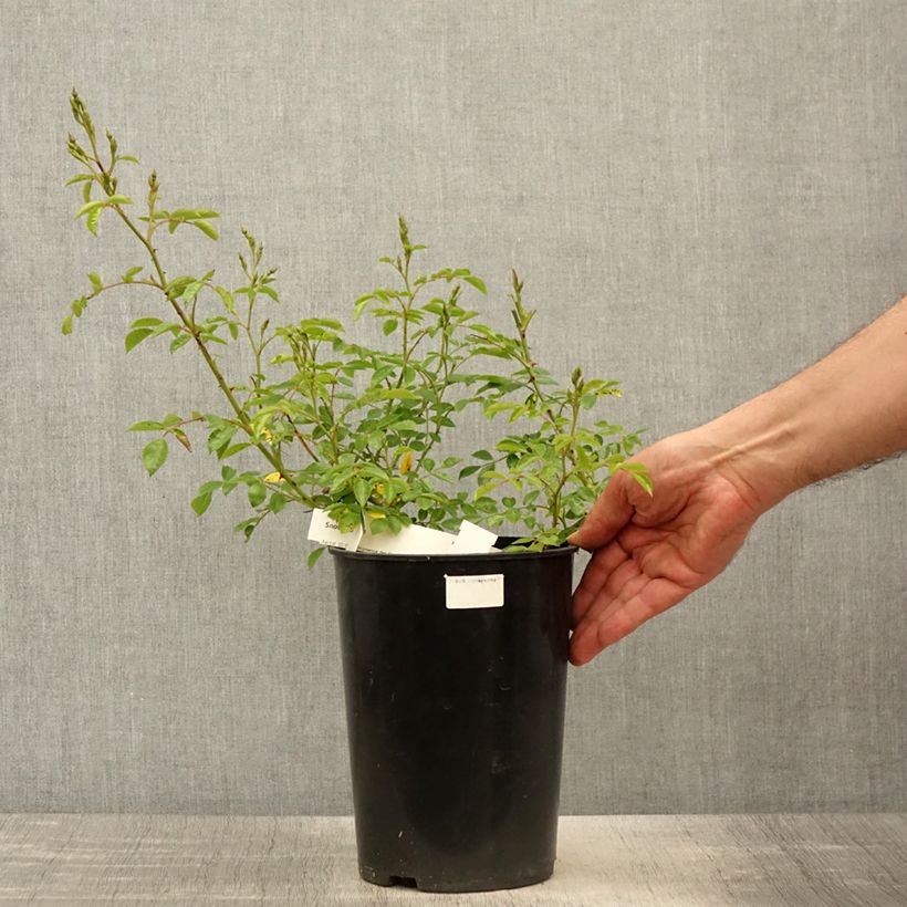 Amostra de Roseira miniatura Snow Star Vaso de 4 L/5 L tal como entregue na primavera