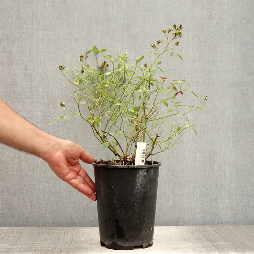 Amostra de Roseira miniatura Star Profusion Vaso de 3 L/4 L tal como entregue no verão