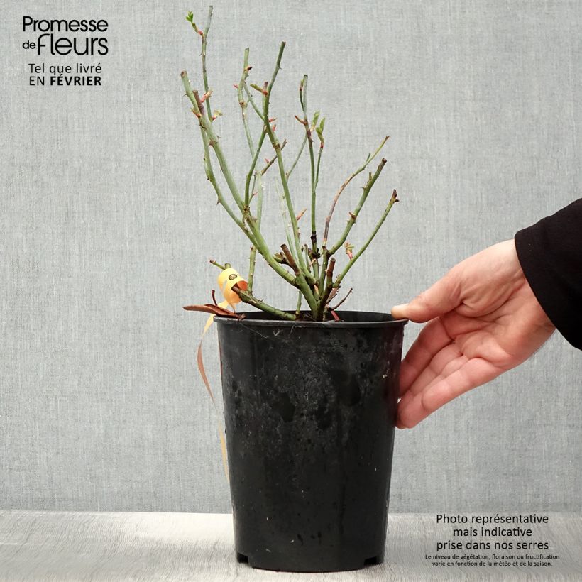 Amostra de Rosier couvre-sol Swany Vaso de 3 L/4 L tal como entregue no inverno