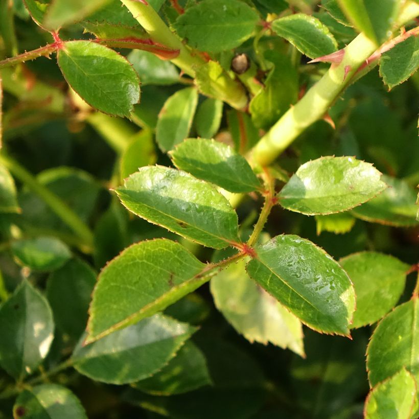 Roseira miniatura Swany (Folhagem)