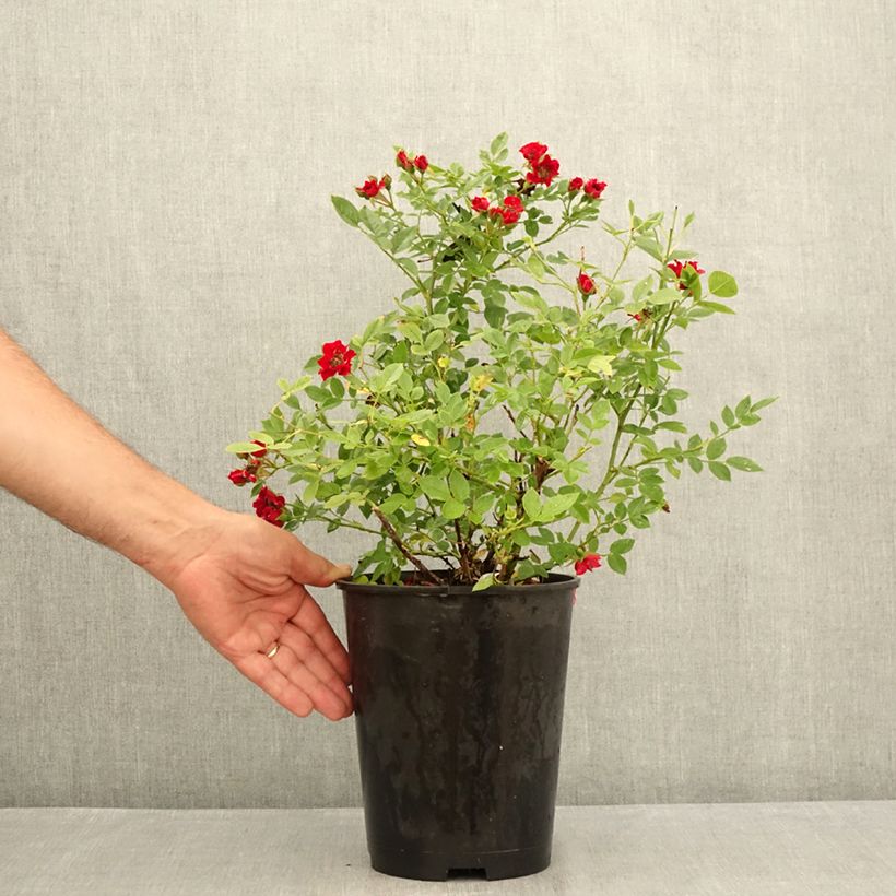 Amostra de Roseira miniatura Tapis Rouge Vaso de 2 L/3 L tal como entregue no verão
