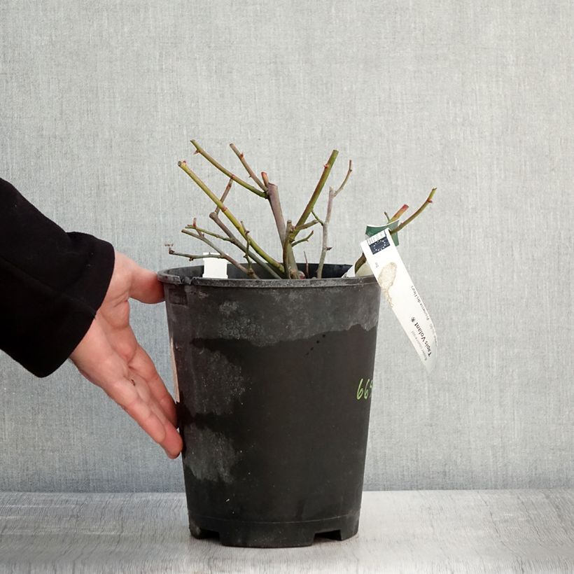 Amostra de Rosier couvre-sol Tapis Volant Vaso de 4 L/5 L tal como entregue no inverno