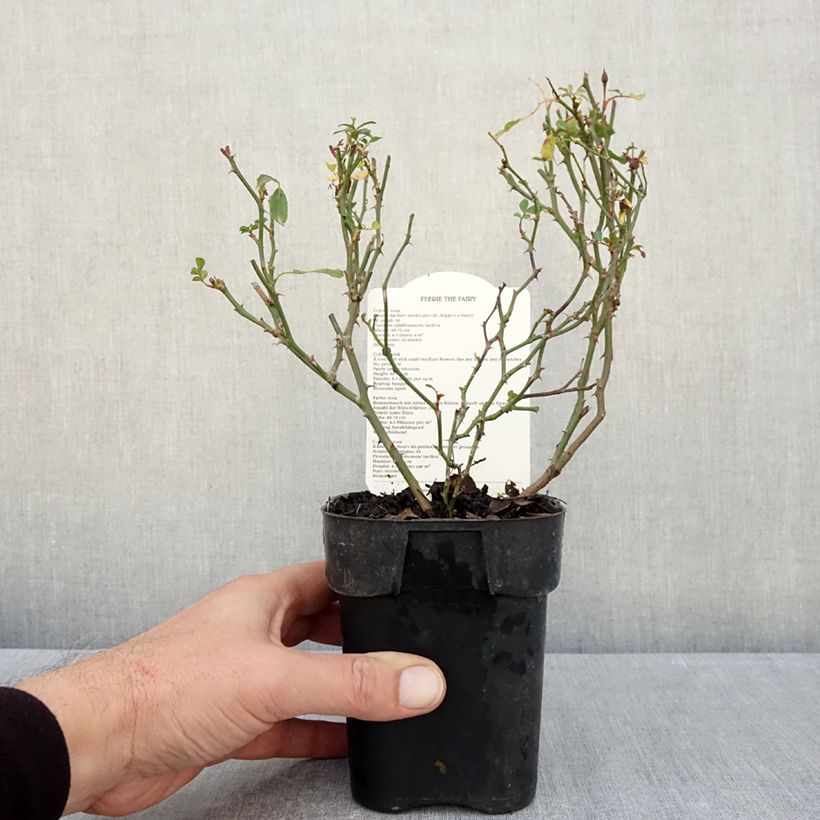 Amostra de Rosier couvre-sol The Fairy Vaso de 10 cm/11 cm tal como entregue no outono