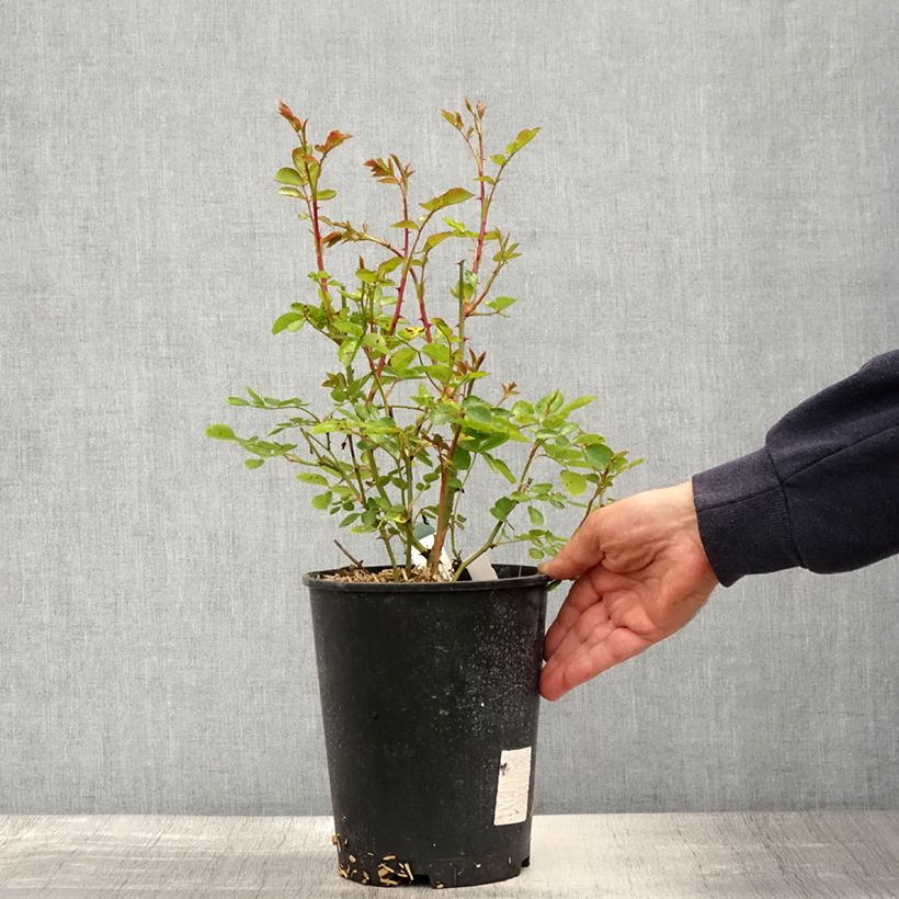 Amostra de Roseira miniatura Bossa Nova Vaso de 4 L/5 L tal como entregue na primavera