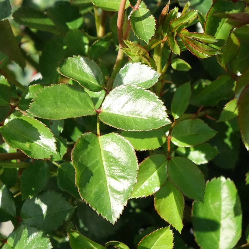 Roseira miniatura Bossa Nova (Folhagem)