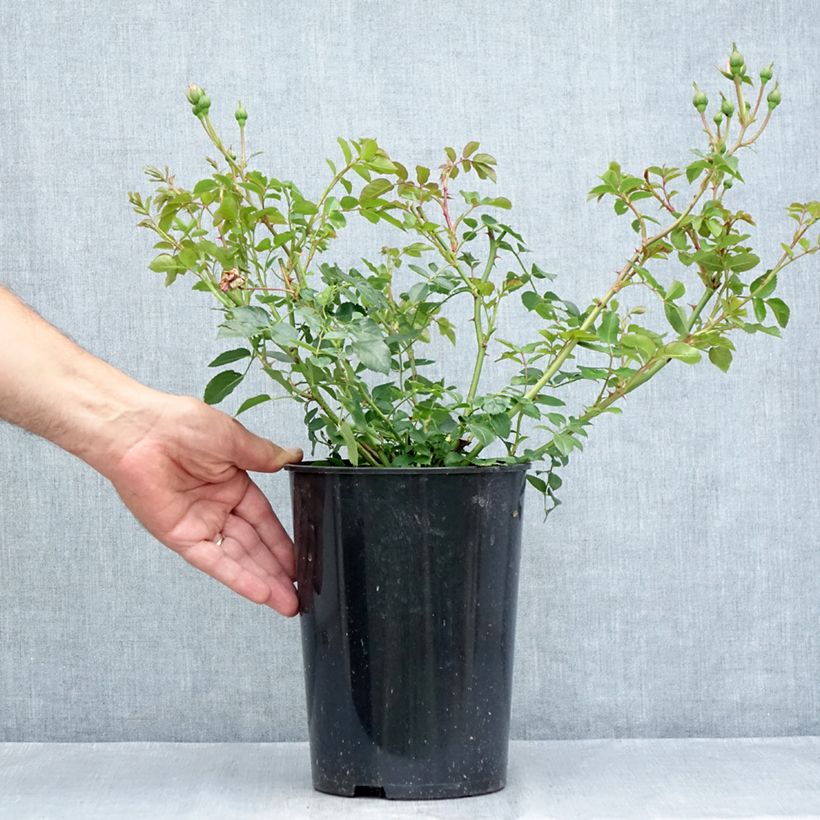 Amostra de Roseira miniatura Bossa Nova Vaso de 4 L/5 L tal como entregue no verão