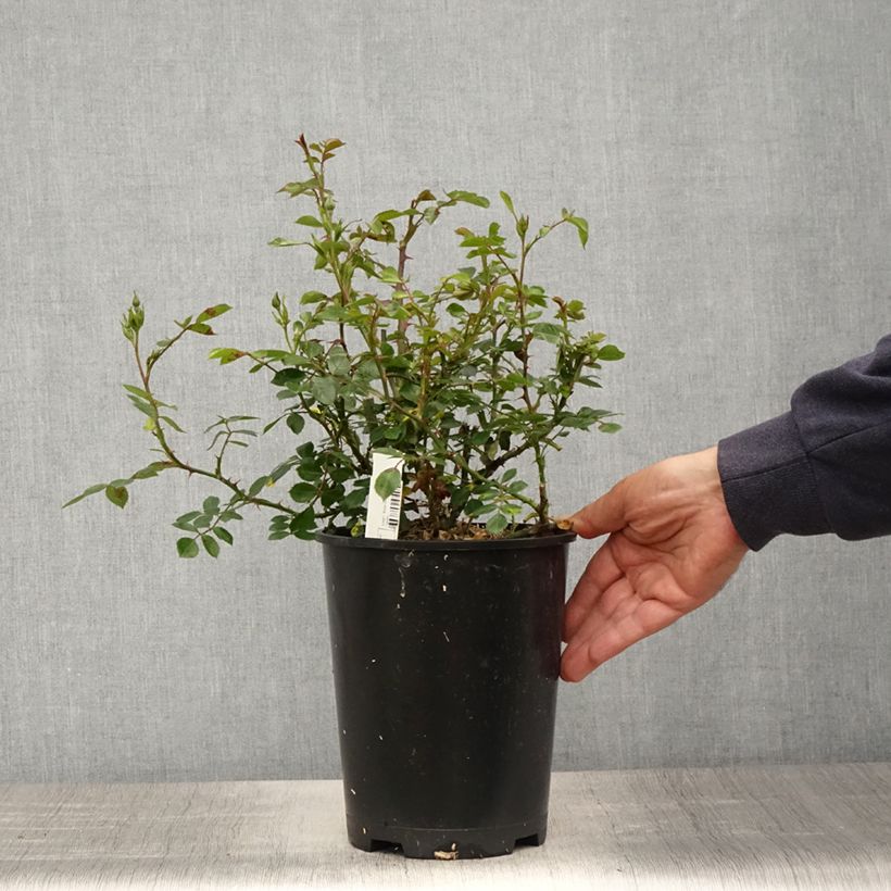 Amostra de Rosier couvre-sol Topolina Vaso de 3 L/4 L tal como entregue na primavera