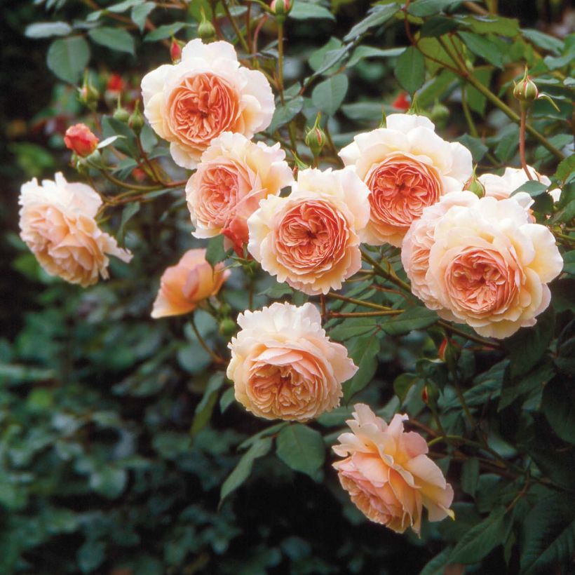 Roseira inglesa A Shropshire Lad (Floração)