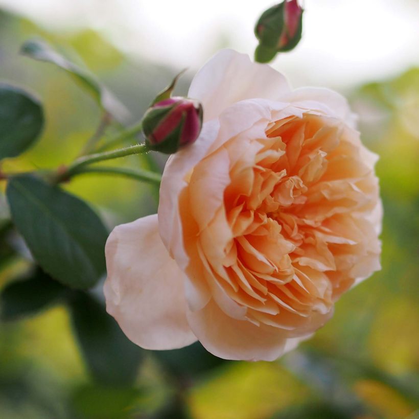 Roseira inglesa Abraham Darby (Floração)