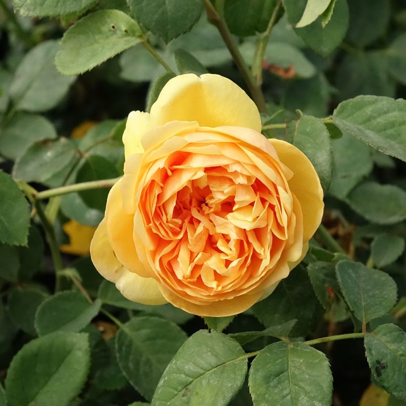 Roseira inglesa Bring Me Sunshine (Floração)
