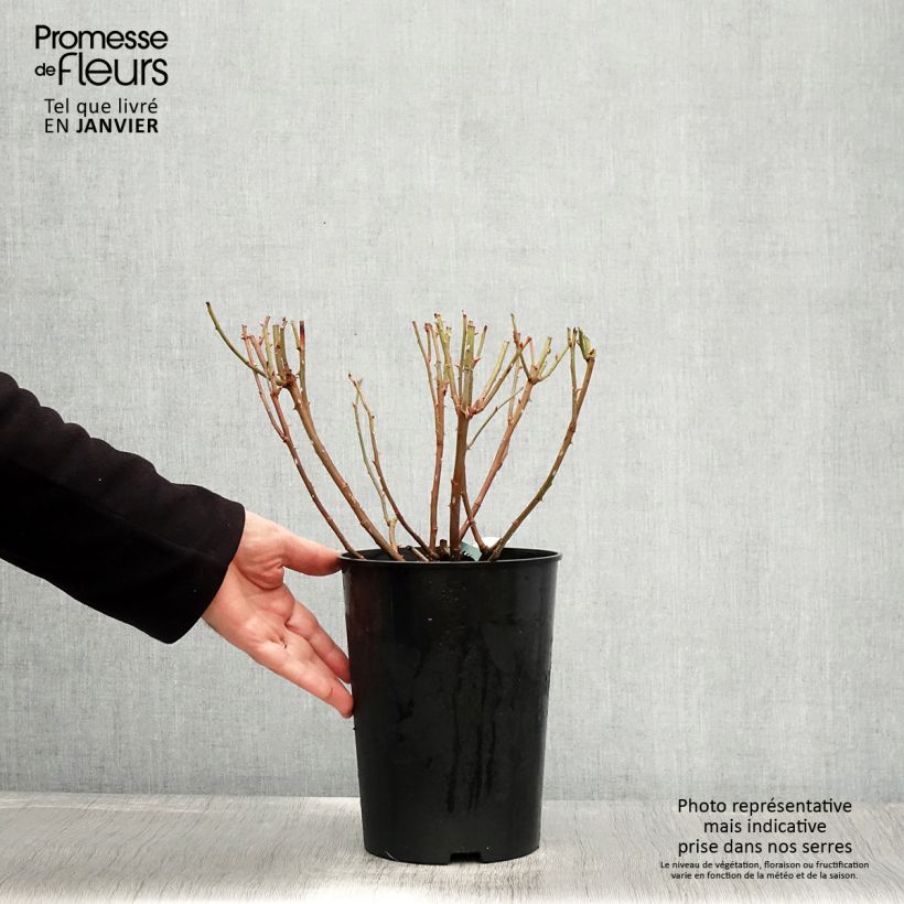 Amostra de Rosier David Austin Charles Darwin Vaso de 4 L/5 L tal como entregue no inverno