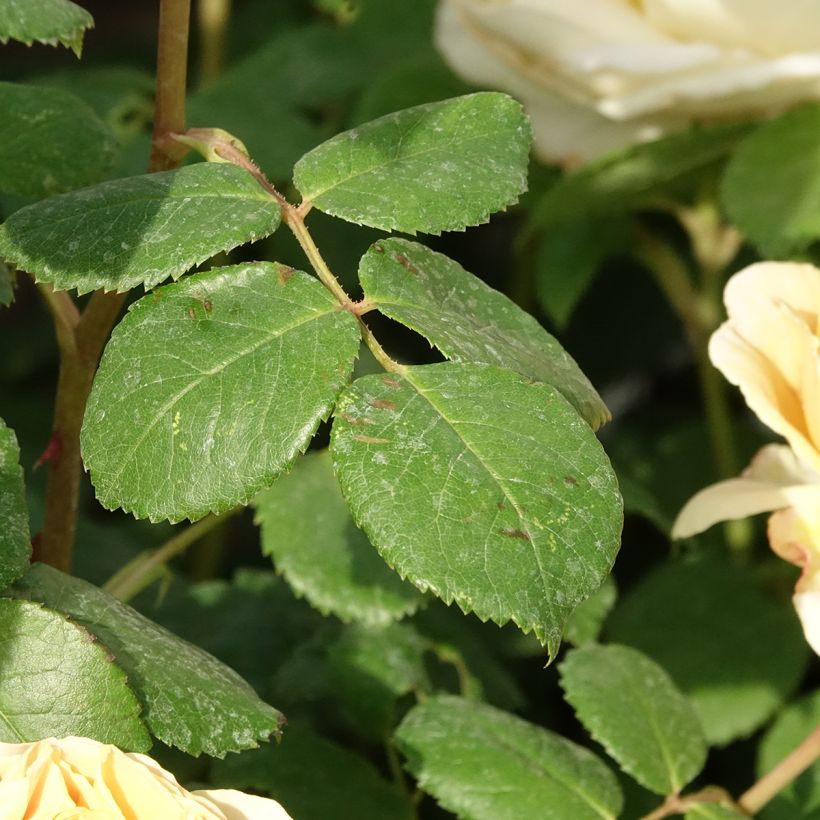 Roseira inglesa Charles Darwin (Folhagem)