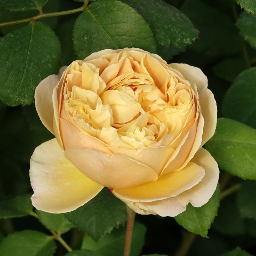 Roseira inglesa Charles Darwin (Floração)