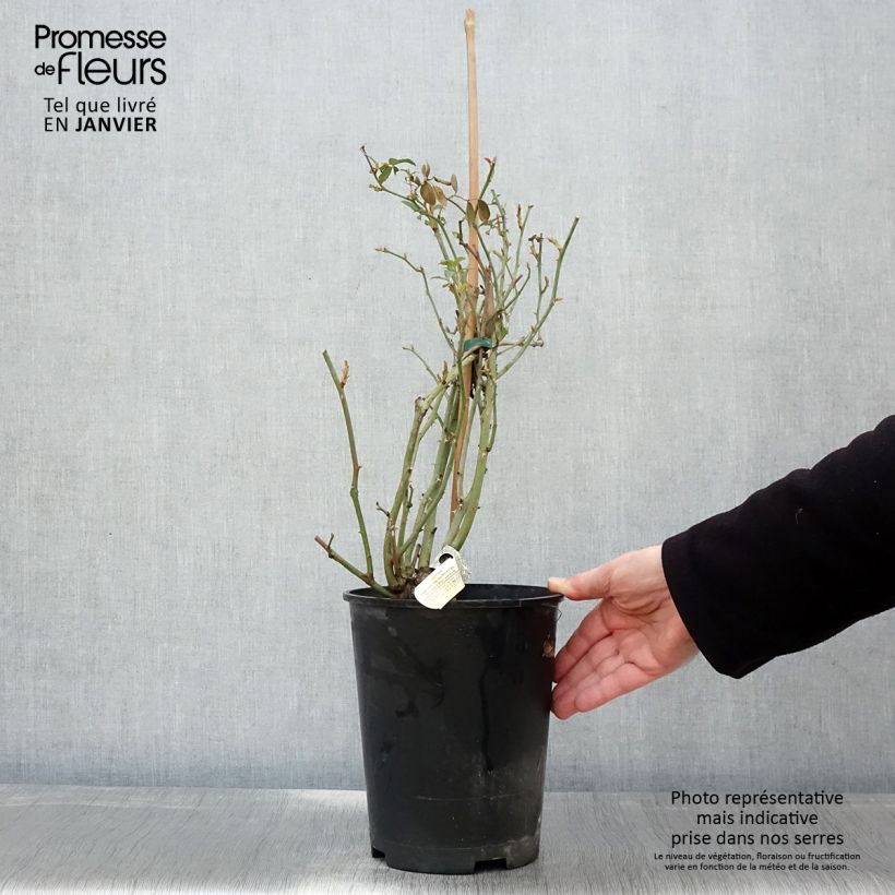 Amostra de Roseira inglesa Claire Austin Vaso de 4 L/5 L tal como entregue no inverno