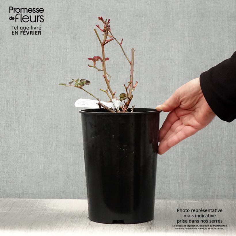 Amostra de Rosier David Austin Dame Judi Dench Vaso de 4 L/5 L tal como entregue no inverno