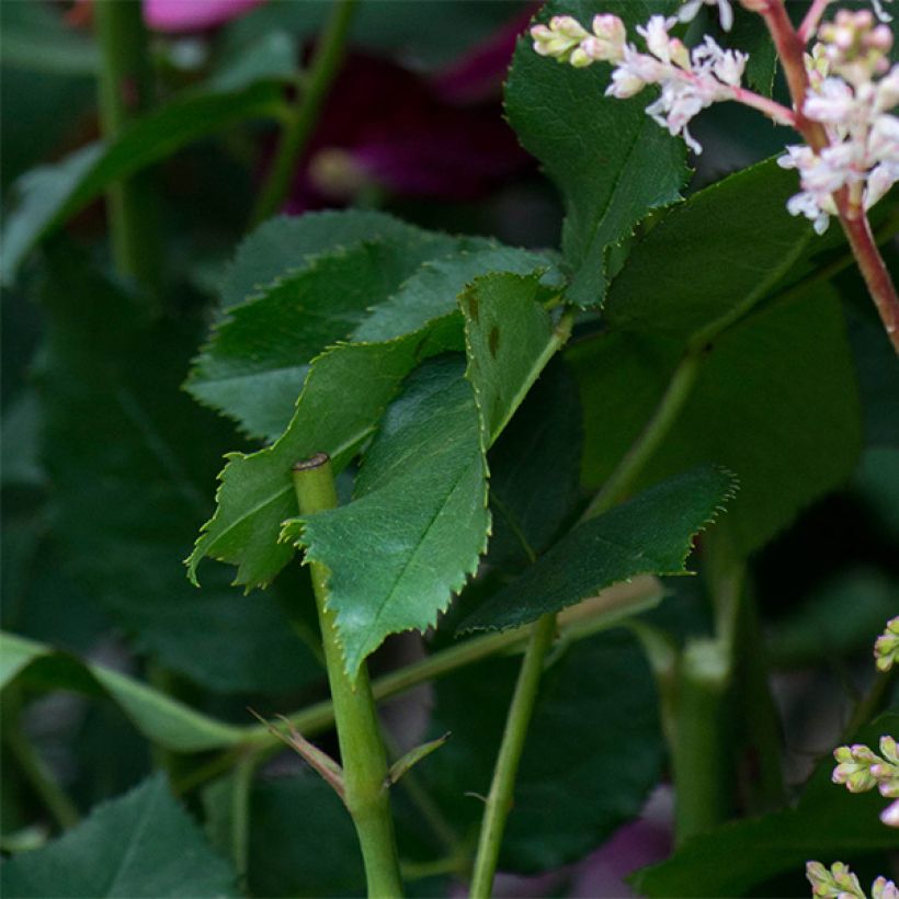 Roseira padrão Darcey Bussel (Folhagem)