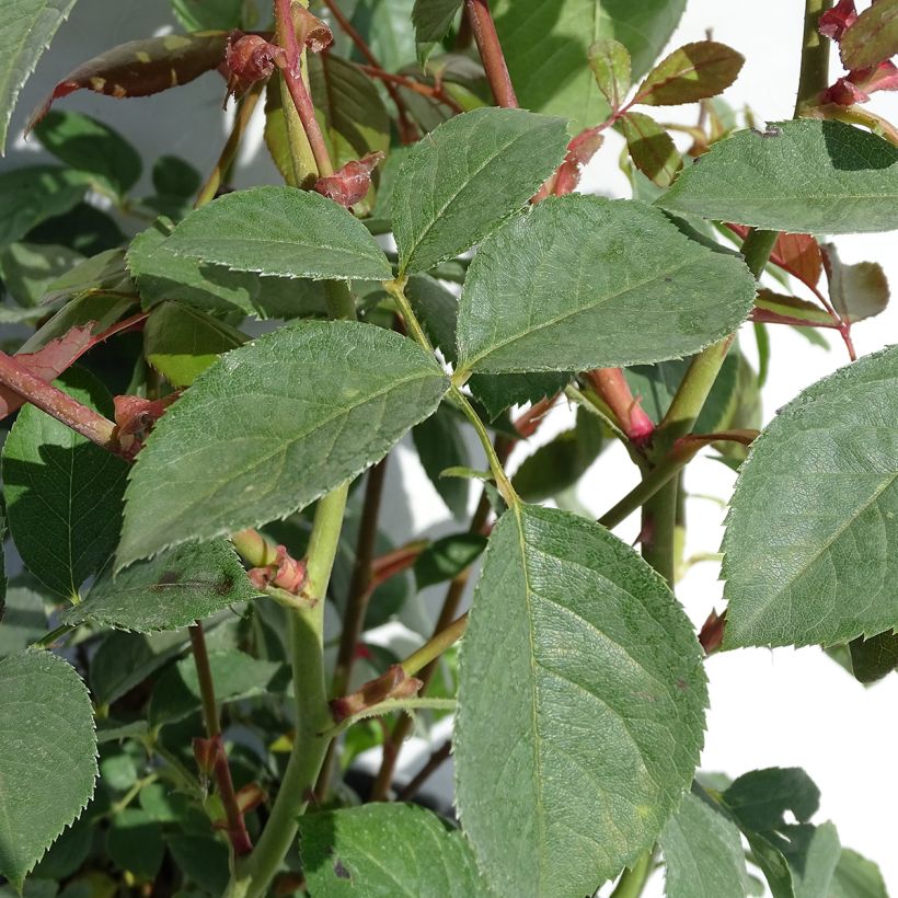 Roseira padrão Desdemona (Folhagem)