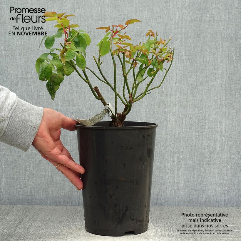 Amostra de Roseira inglesa Eglantyne Vaso de 4 L/5 L tal como entregue no outono