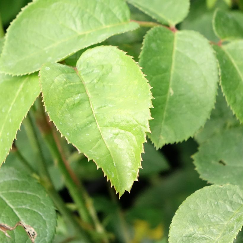Roseira inglesa Elisabeth (Folhagem)