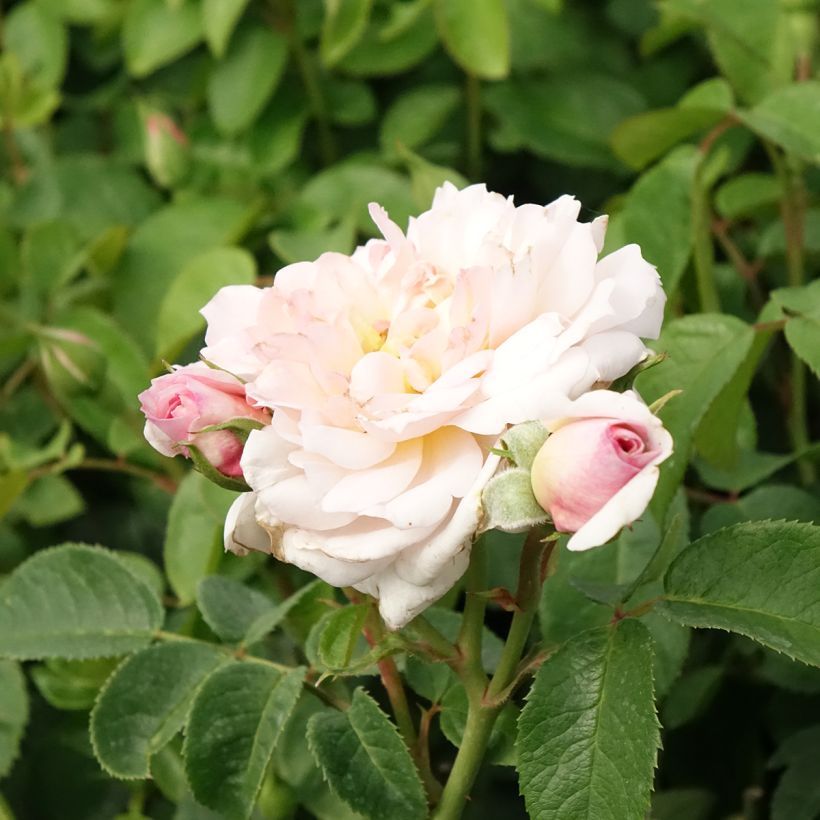 Roseira inglesa Elisabeth (Floração)
