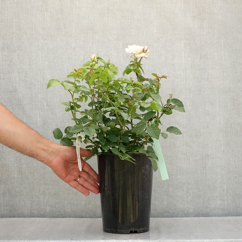 Amostra de Rosier David Austin Elizabeth Ausmajesté Vaso de 4 L/5 L tal como entregue no verão