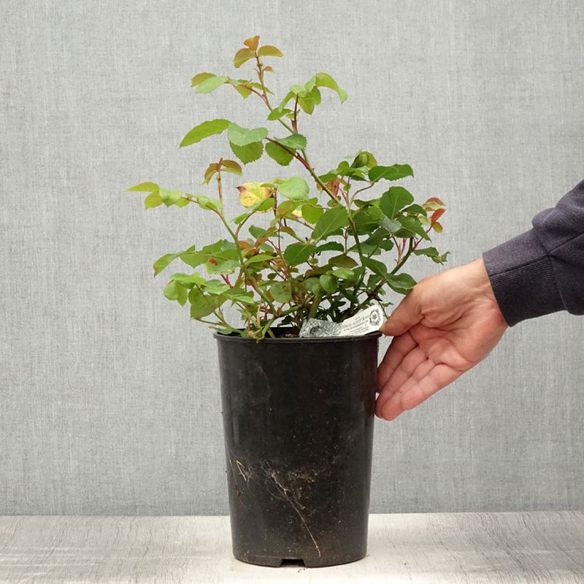 Amostra de Roseira inglesa Emily Brontë Vaso de 4 L/5 L tal como entregue no verão