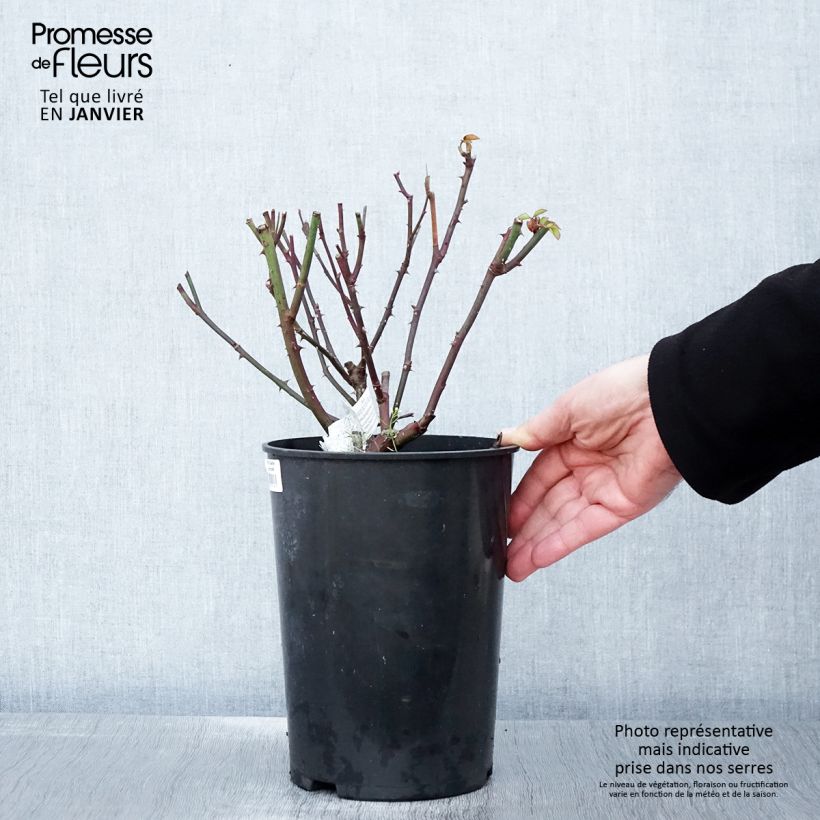 Amostra de Rosier David Austin Gentle Hermione Vaso de 4 L/5 L tal como entregue no inverno