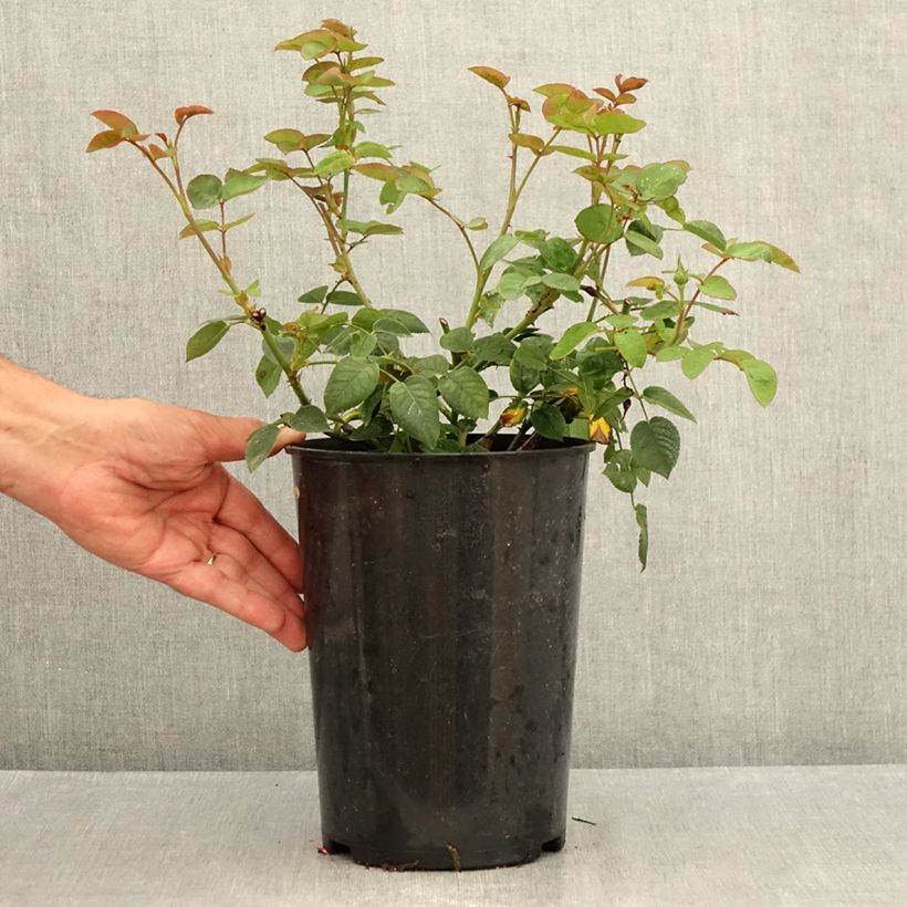 Amostra de Roseira inglesa Gentle Hermione Vaso de 4 L/5 L tal como entregue no verão