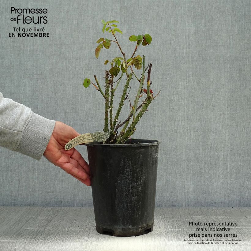 Amostra de Roseira inglesa Gertrude Jekyll Vaso de 4 L/5 L tal como entregue no outono