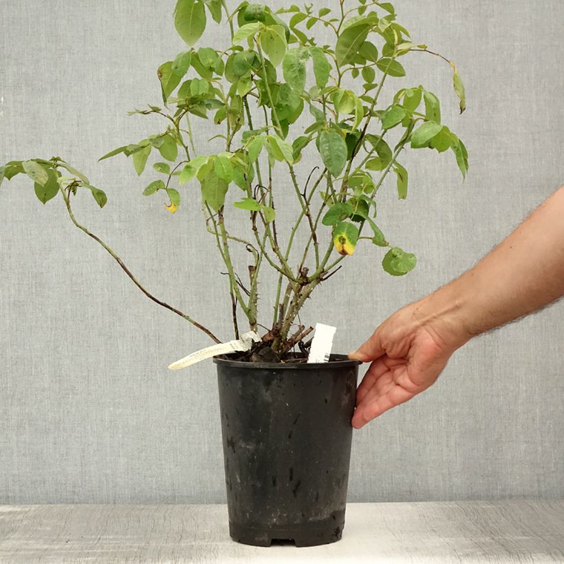 Amostra de Roseira inglesa Gertrude Jekyll Vaso de 4 L/5 L tal como entregue no verão