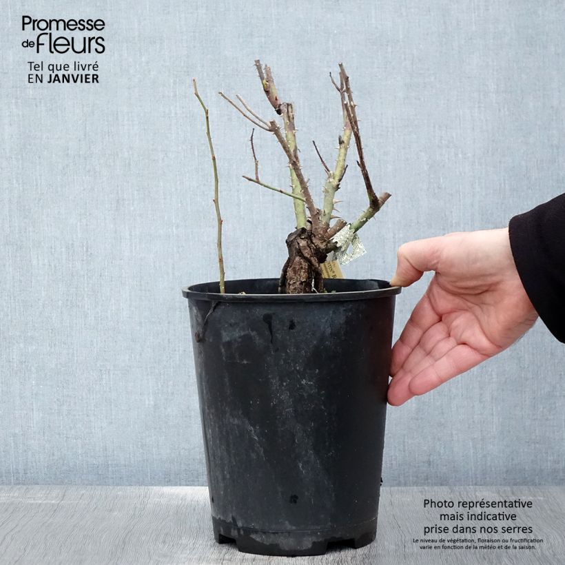 Amostra de Roseira inglesa Gertrude Jekyll Vaso de 4 L/5 L tal como entregue no inverno