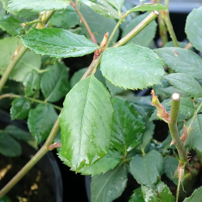Roseira inglesa Golden Celebration (Folhagem)
