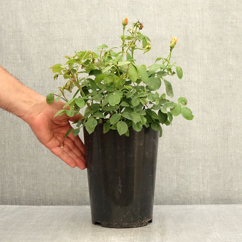 Amostra de Roseira inglesa Grace Vaso de 4 L/5 L tal como entregue no verão