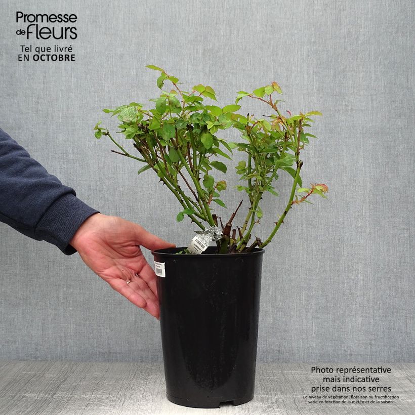 Amostra de Roseira inglesa Graham Thomas Vaso de 4 L/5 L tal como entregue no outono