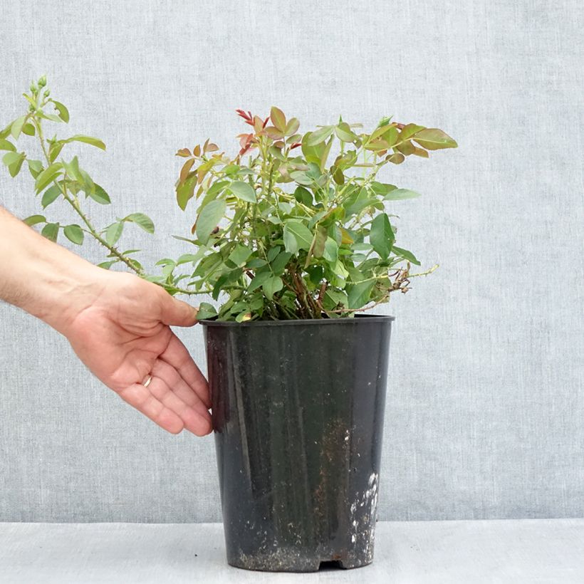 Amostra de Rosier David Austin Harlow Carr Vaso de 4 L/5 L tal como entregue no verão